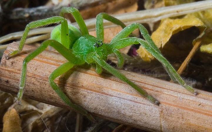Micrommata virescens – spachacz zielonawy