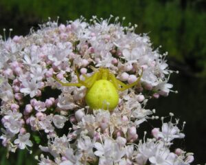 Misumena vatia – kwietnik