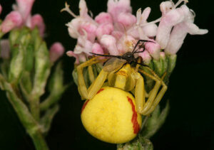 Rodzina Thomisidae i podrodzina Philodromidae