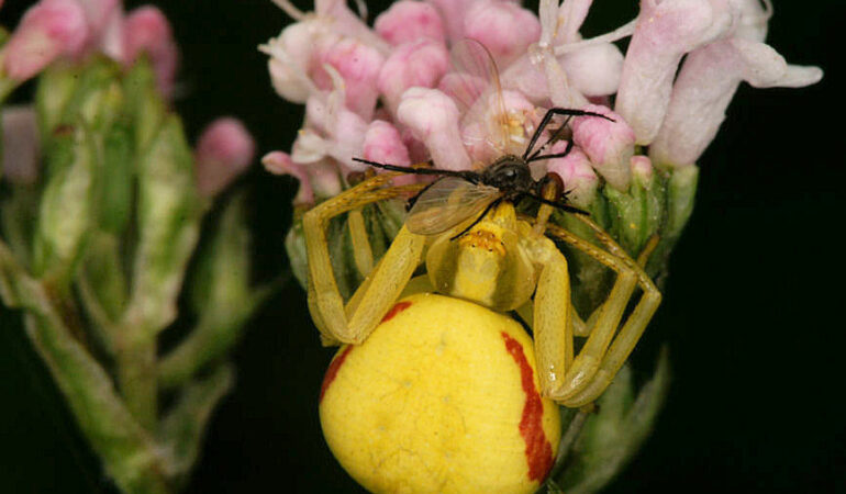 Rodzina Thomisidae i podrodzina Philodromidae