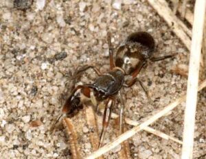 Salticidae – skakuny, skakunowate