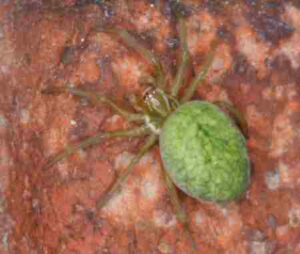 Dictynidae