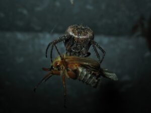 Nuctenea umbratica – kołosz szczelinowy
