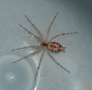 Oecobiidae