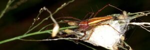 Oxyopidae