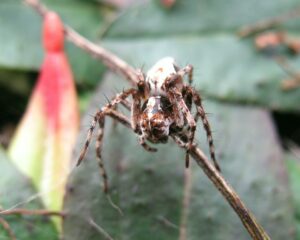 Oxyopes ramosus – śpiesznik rysień