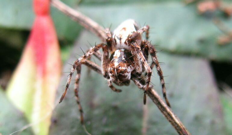 Oxyopes ramosus – śpiesznik rysień