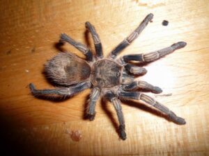 Thrixopelma cyaneolum – ptasznik