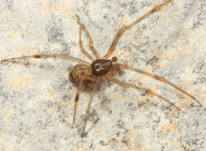 Parasteatoda tepidariorum