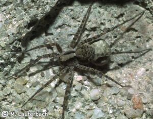 Pardosa lugubris – wałęsak leśny