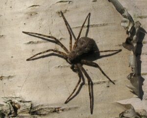 Philodromus margaritatus