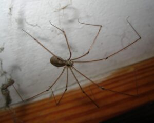 Pholcus phalangioides – nasosznik trzęś