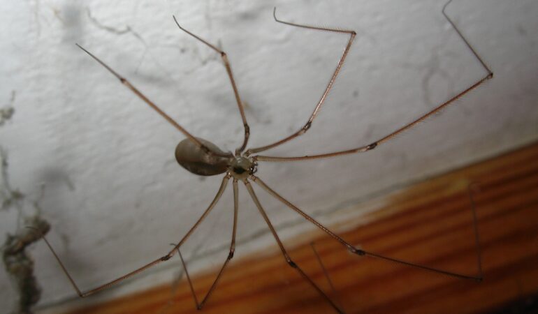 Pholcus phalangioides – nasosznik trzęś
