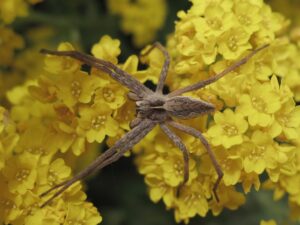 Pisaura mirabilis – pająk namiotnik