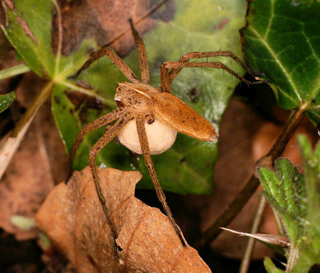 Pisauridae