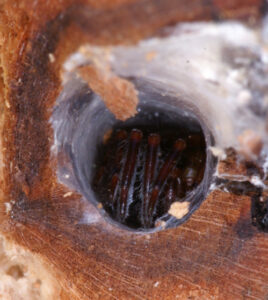 Segestriidae