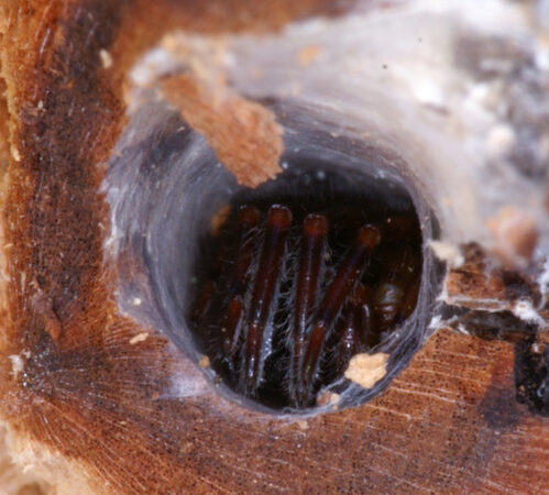 Segestriidae