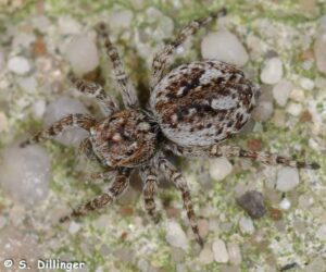 Sitticus pubescens – skoczek
