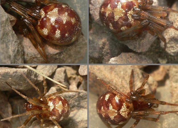 Steatoda triangulosa
