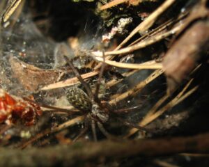 Eratigena atrica
