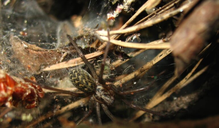 Eratigena atrica