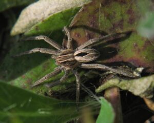Thanatus formicinus – śmiertek mrówczyn