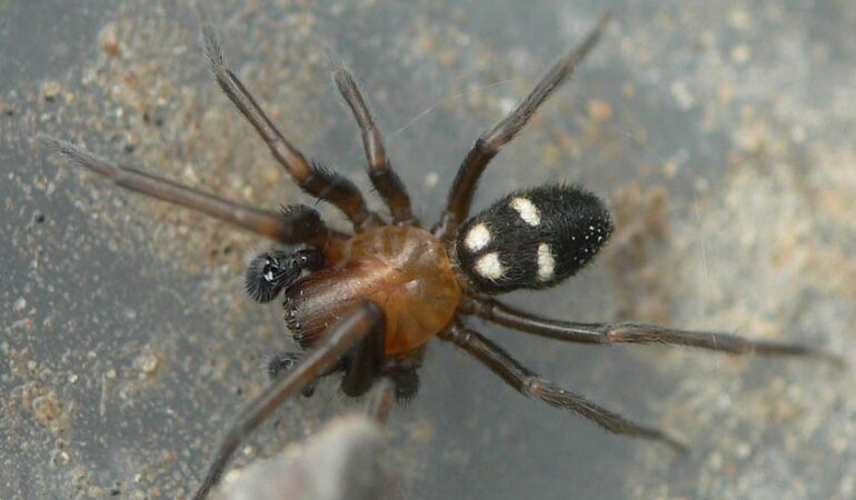 Titanoeca quadriguttata