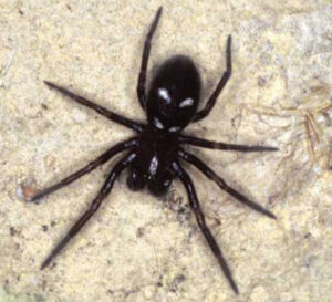 Titanoecidae