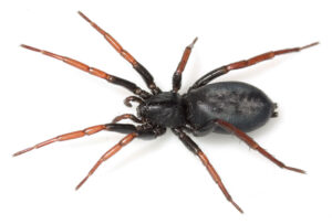 Trachyzelotes pedestris