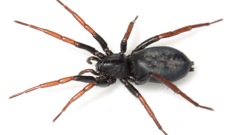 Trachyzelotes pedestris