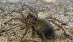 Trochosa terricola – krzeczek naziemnik