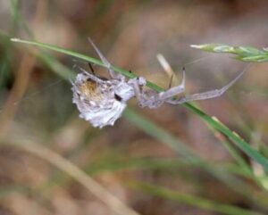 Uloboridae