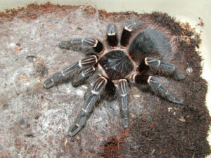 Acanthoscurria juruenicola – ptasznik