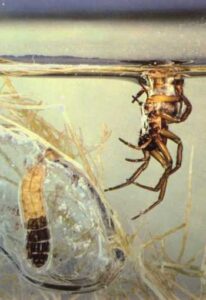 Cybaeidae
