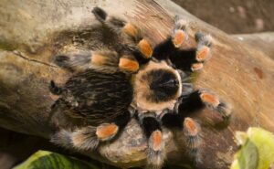 Brachypelma spp. – pająki z rodzaju brachypelma