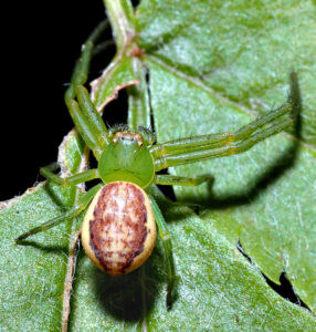Diaea dorsata – cofnik