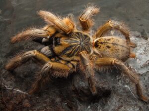Augacephalus breyeri – ptasznik