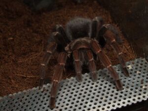 Cyclosternum schmardae – ptasznik