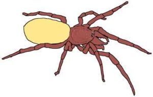 Dysderidae