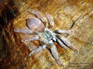 Tapinauchenius elenae – ptasznik