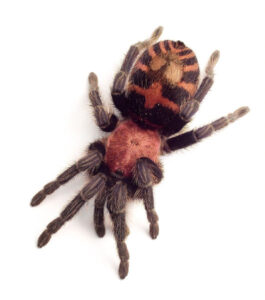 Davus fasciatus – ptasznik