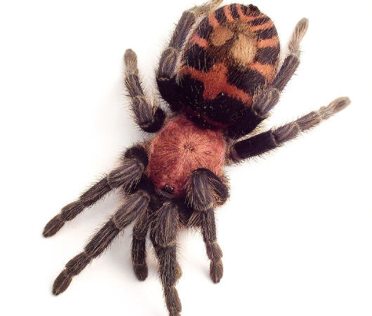 Davus fasciatus – ptasznik