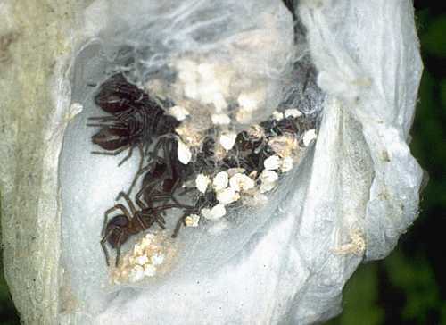 Gnaphosidae