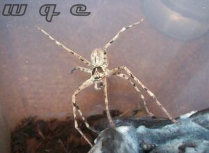 Heteropoda venatoria