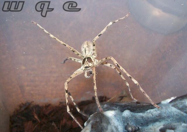Heteropoda venatoria