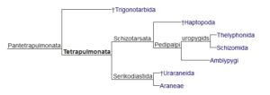 Chimerarachne yingi – zaginione ogniwo ewolucji?