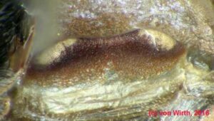 Ekspertyza identyfikacji Haplopelma sp. „Thomammon”