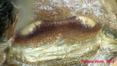 Ekspertyza identyfikacji Haplopelma sp. „Thomammon”