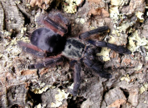 Tapinauchenius latipes – ptasznik
