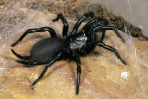Macrothele calpeiana